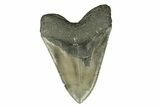 Huge, Fossil Megalodon Tooth - Serrated Blade #271230-2